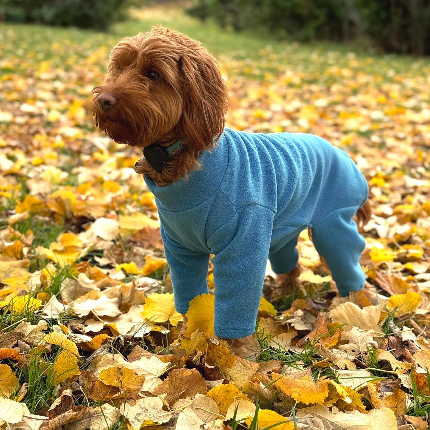 Warm Four Legged Dog Fleece – Available in Five Sizes & Three Colours (Teal, Medium (Four Legged))