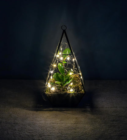 Organic Terrarium with Succulents - Fresh Plant -Plant Gifts – Indoor Terrarium – Birthday Gift – Thank You Gift Gifts for Dad – Plant Gift for Dad – Father’S Day Plant